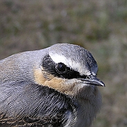 Stenskvätta, Sundre 20050514